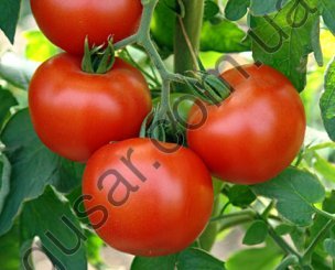томаты для потенции